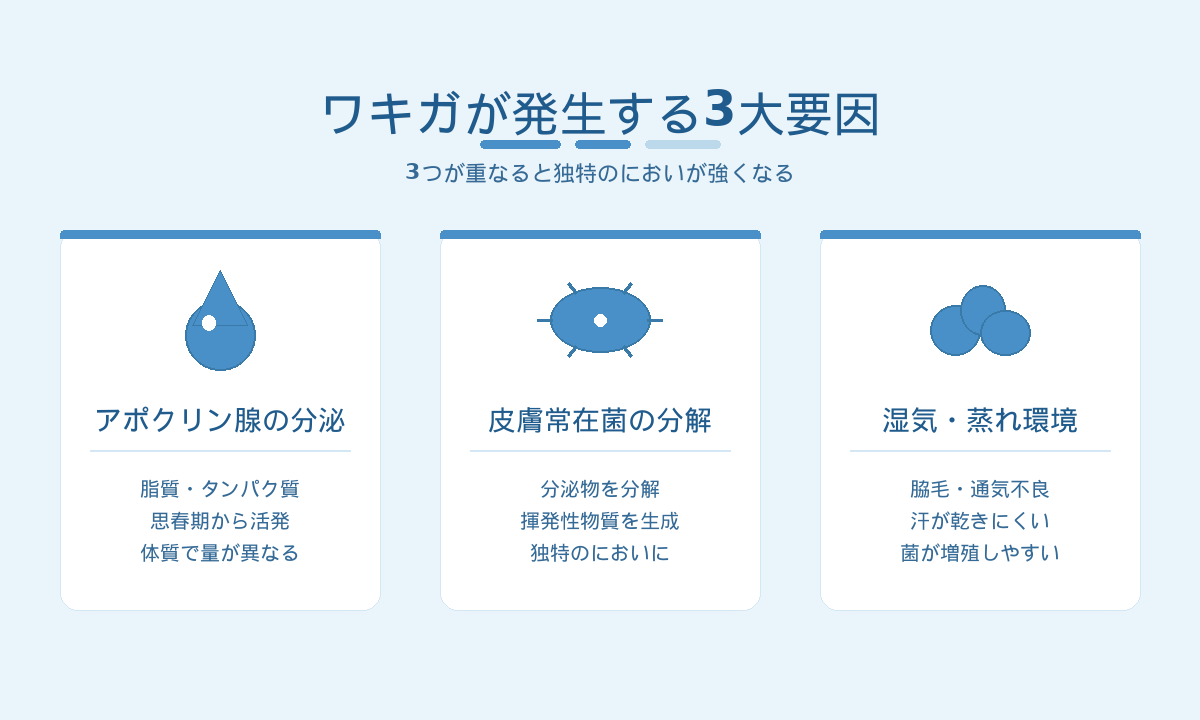 ワキガが発生する3大要因｜アポクリン腺の分泌・常在菌の分解・湿気環境の組み合わせ