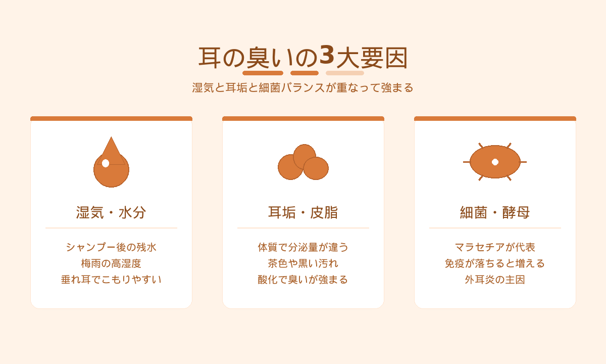 犬猫の耳の臭い3大要因｜湿気と耳垢と細菌バランスが重なって強まる仕組み