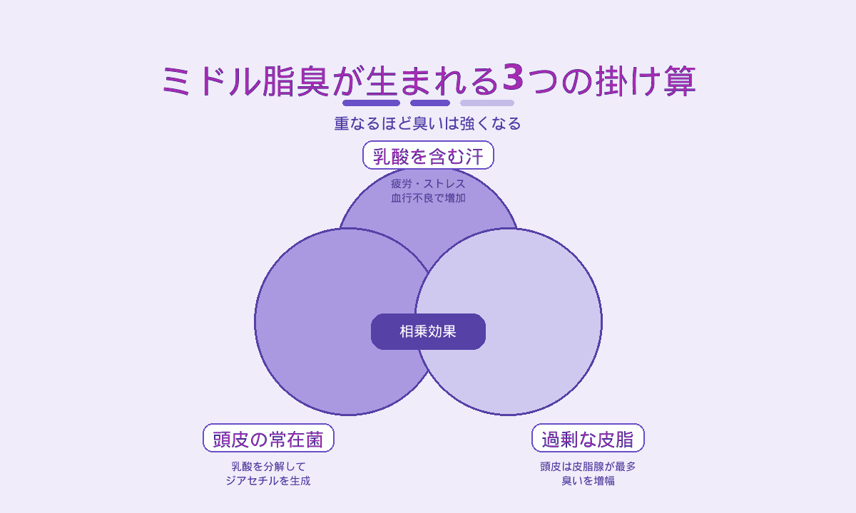 ミドル脂臭が生まれる3つの掛け算｜乳酸を含む汗・頭皮の常在菌・過剰な皮脂の相乗効果