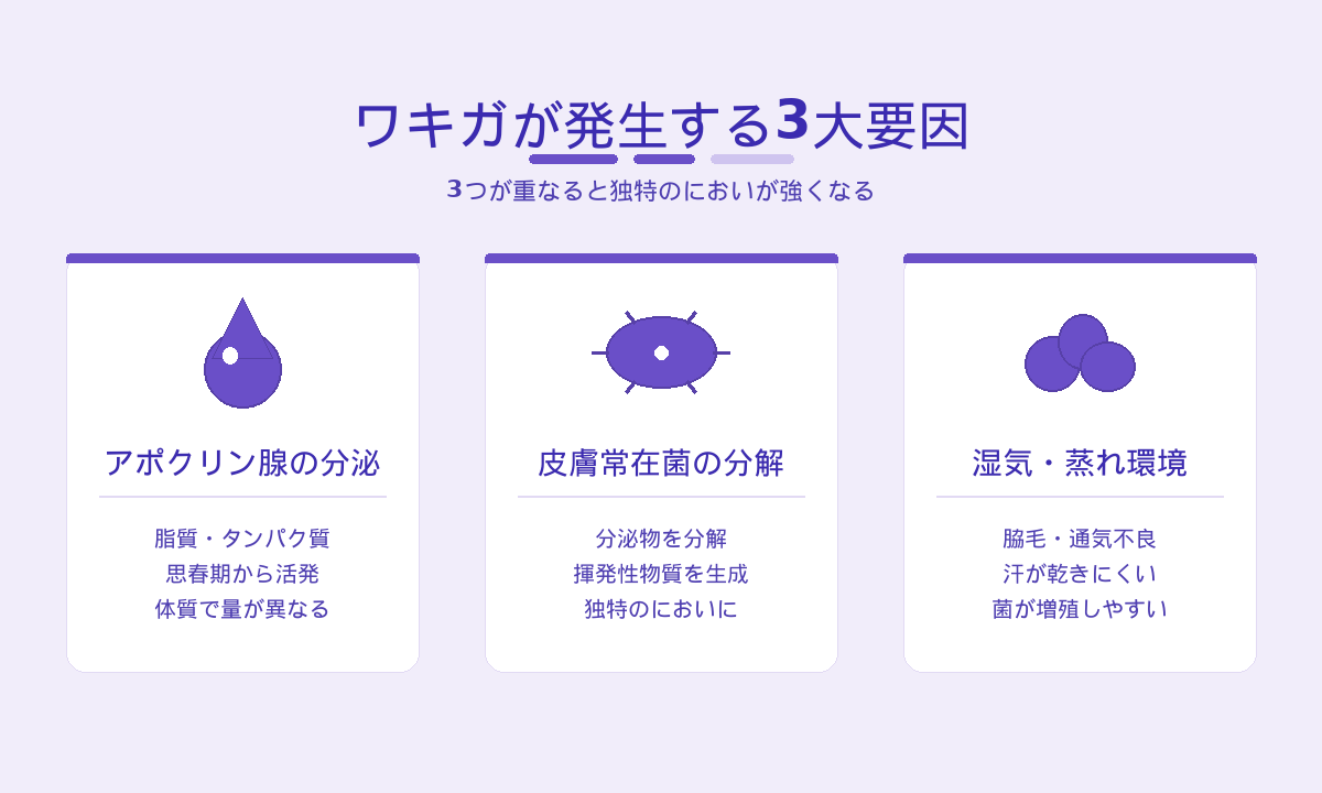 ワキガが発生する3大要因｜アポクリン腺の分泌・常在菌の分解・湿気環境の組み合わせ