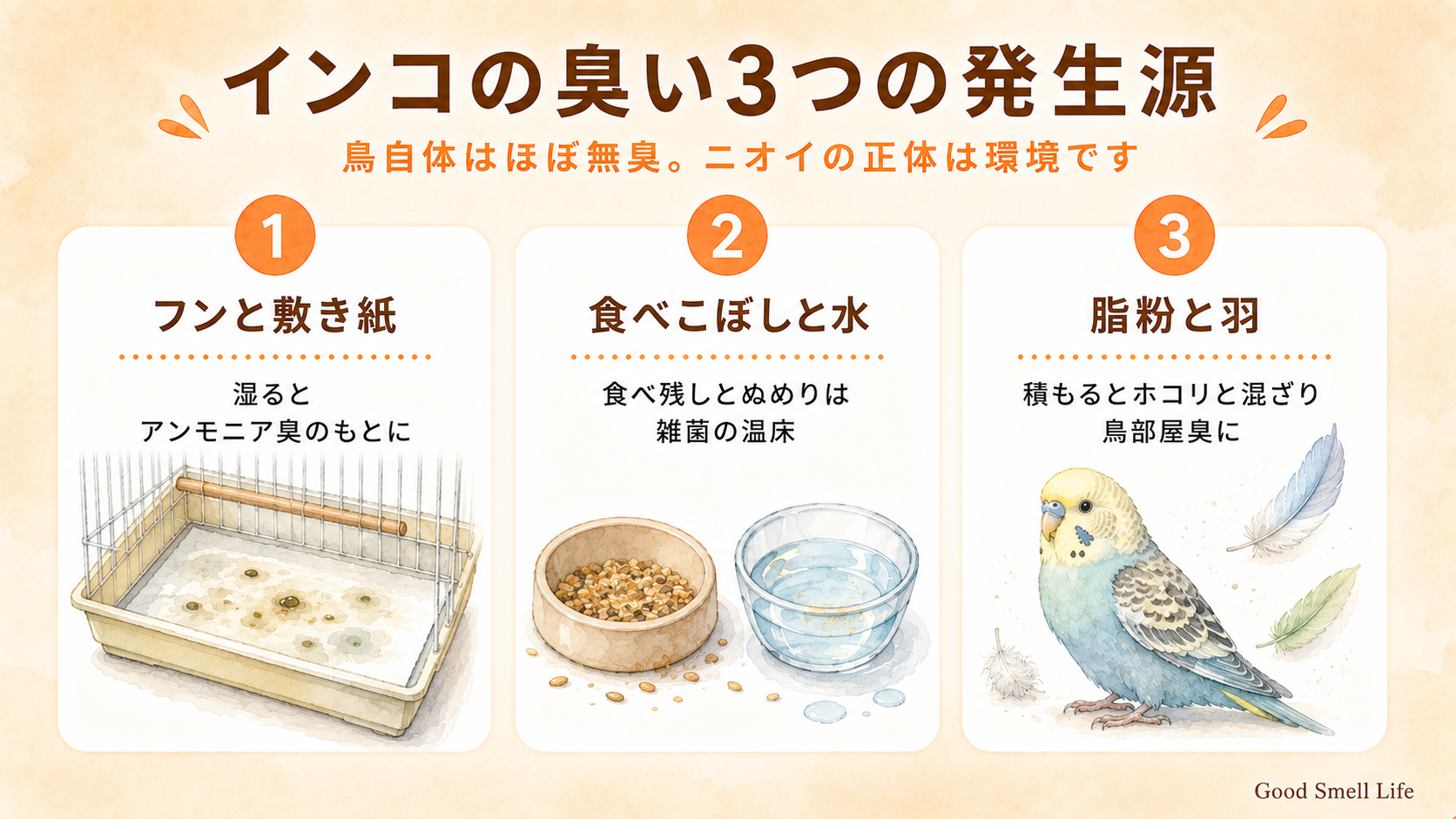 インコの臭い3つの発生源（フンと敷き紙・食べこぼし・脂粉）を示すインフォグラフィック